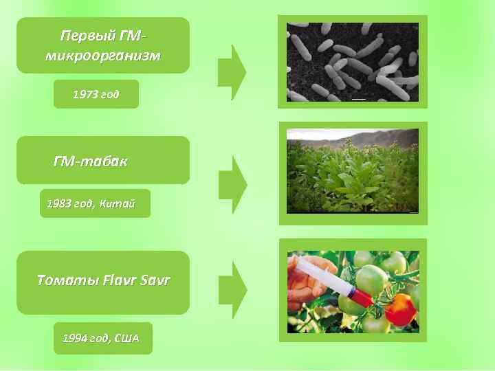 Первый ГМмикроорганизм 1973 год ГМ-табак 1983 год, Китай Томаты Flavr Savr 1994 год, США