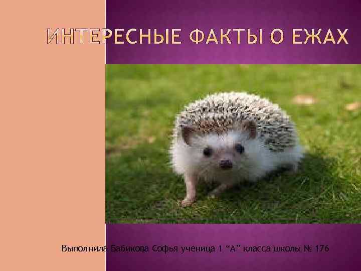 Выполнила Бабикова Софья ученица 1 “A” класса школы № 176 