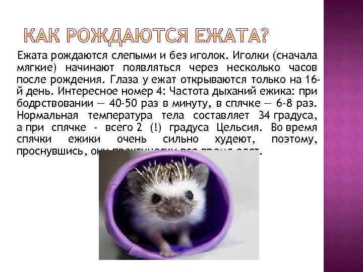 Ежата рождаются слепыми и без иголок. Иголки (сначала мягкие) начинают появляться через несколько часов