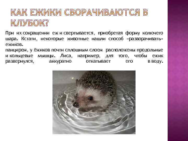 При их сокращении еж и свертывается, приобретая форму колючего шара. Кстати, некоторые животные нашли