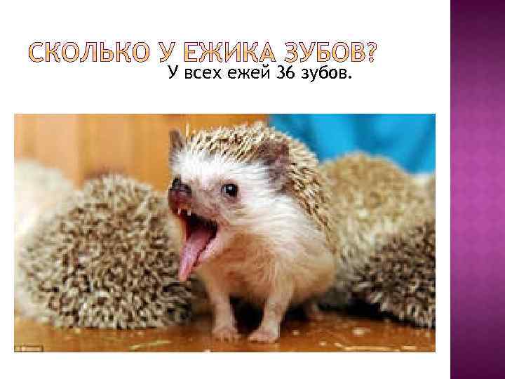 У всех ежей 36 зубов. 