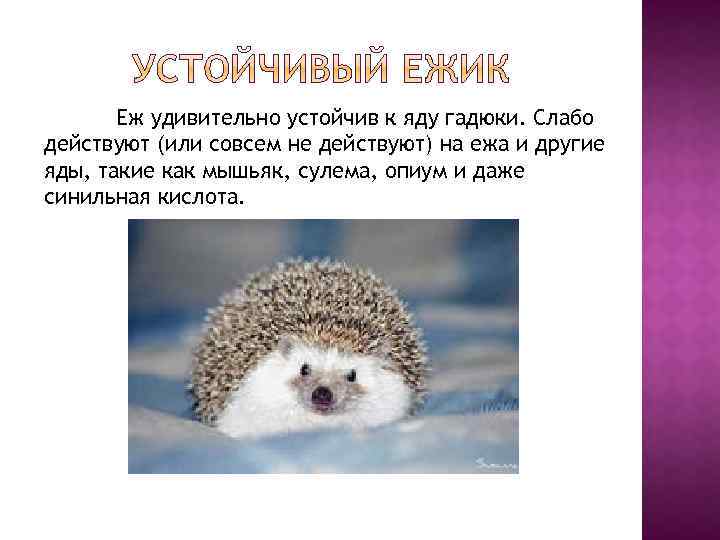 Еж удивительно устойчив к яду гадюки. Слабо действуют (или совсем не действуют) на ежа