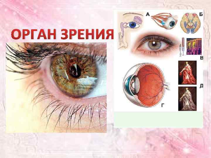 ОРГАН ЗРЕНИЯ 