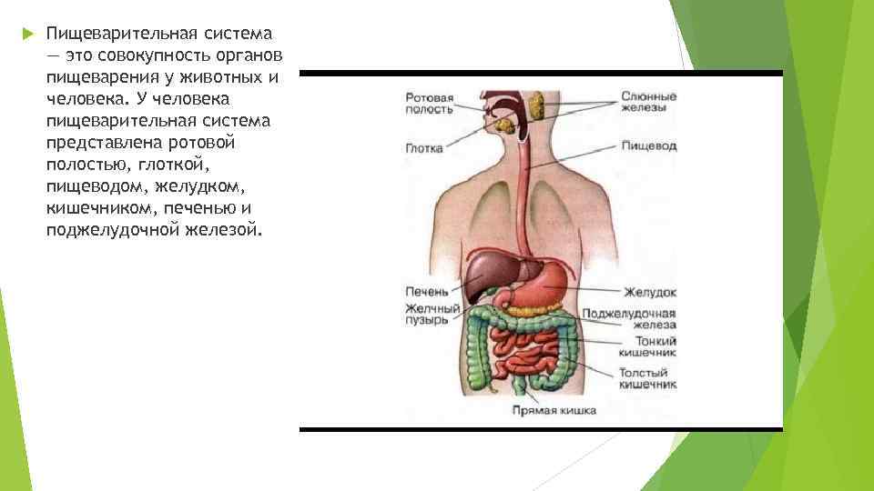 Пищеварительная система состоит из органов. Пищеварение у человека и животных. Пищеварительная система совокупность органов. Пищеварительная система человека и животного. Пищеварительная система в человеке местонахождение.