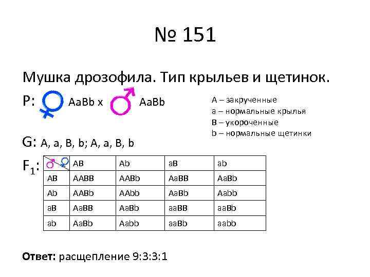 № 151 Мушка дрозофила. Тип крыльев и щетинок. А – закрученные Р: Аа. Bb