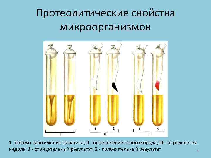 Протеолитические свойства микроорганизмов 1 - формы разжижения желатина; II - определение сероводорода; III -