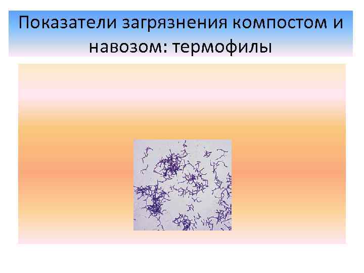 Показатели загрязнения компостом и навозом: термофилы 