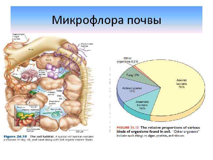 Микрофлора почвы 