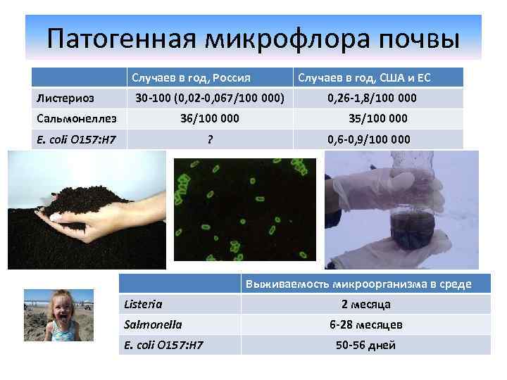 Микрофлора почвы микробиология презентация