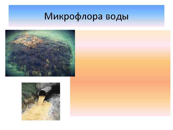 Микрофлора воды 
