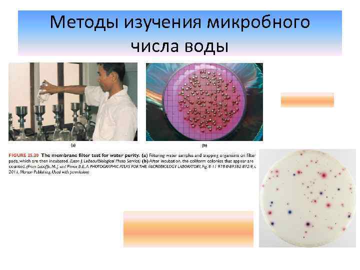 Методы изучения микробного числа воды 