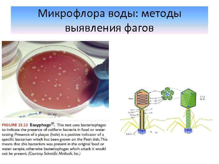 Микрофлора воды: методы выявления фагов 