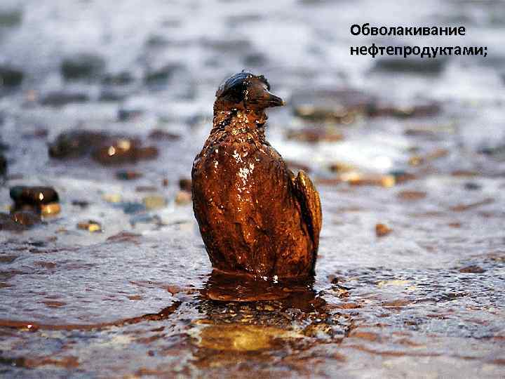 Обволакивание нефтепродуктами; 