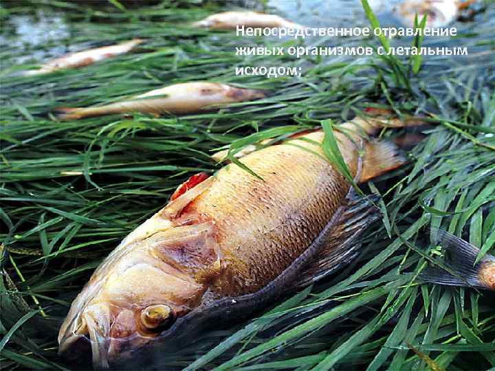 Непосредственное отравление живых организмов с летальным исходом; 