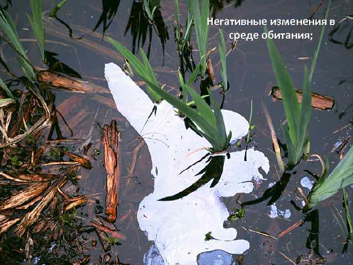 Негативные изменения в среде обитания; 