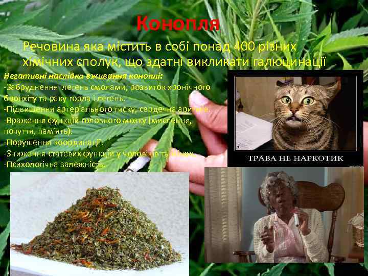 Конопля Речовина яка містить в собі понад 400 різних хімічних сполук, що здатні викликати