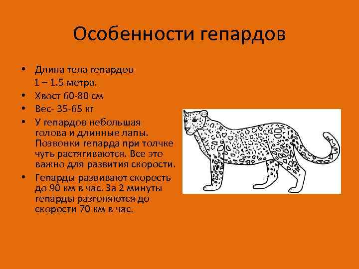 Особенности гепардов • Длина тела гепардов 1 – 1. 5 метра. • Хвост 60