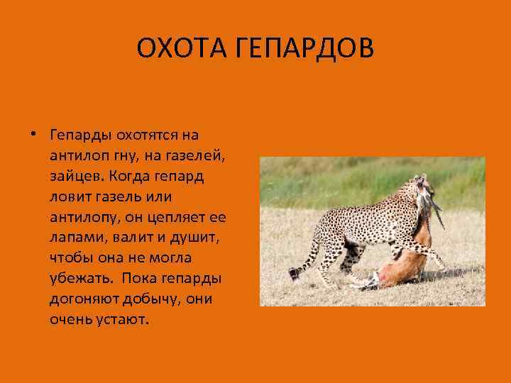 ОХОТА ГЕПАРДОВ • Гепарды охотятся на антилоп гну, на газелей, зайцев. Когда гепард ловит