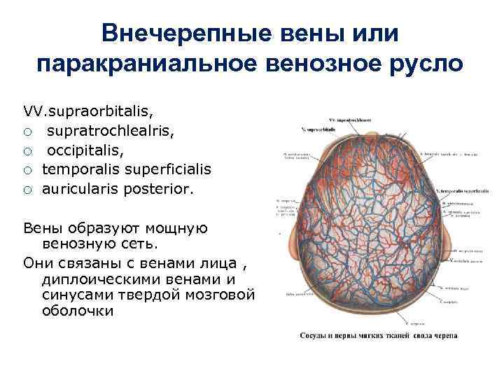 Внечерепные вены или паракраниальное венозное русло VV. supraorbitalis, ¡ supratrochlealris, ¡ occipitalis, ¡ temporalis
