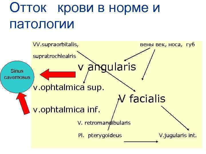 Отток крови в норме и патологии VV. supraorbitalis, вены век, носа, губ supratrochlealris Sinus
