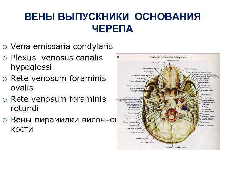 ВЕНЫ ВЫПУСКНИКИ ОСНОВАНИЯ ЧЕРЕПА ¡ ¡ ¡ Vena emissaria condylaris Plexus venosus canalis hypoglossi