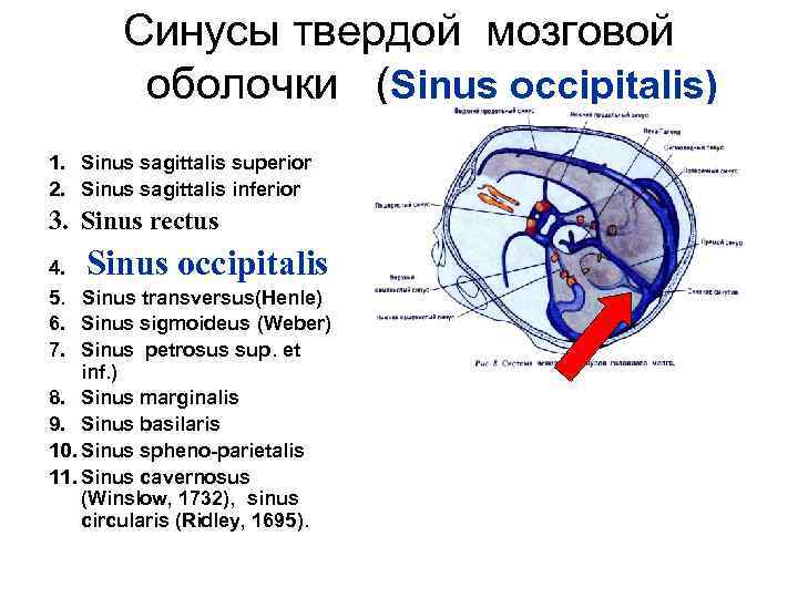 Синусы твердой мозговой оболочки (Sinus occipitalis) 1. Sinus sagittalis superior 2. Sinus sagittalis inferior