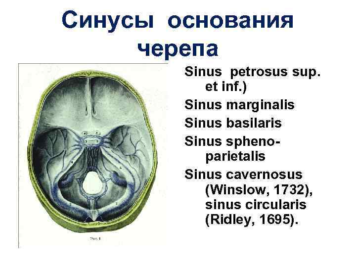 Синусы основания черепа Sinus petrosus sup. et inf. ) Sinus marginalis Sinus basilaris Sinus