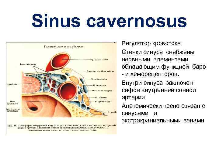 Sinus cavernosus • Регулятор кровотока • Стенки синуса снабжены нервными элементами обладающим функцией баро