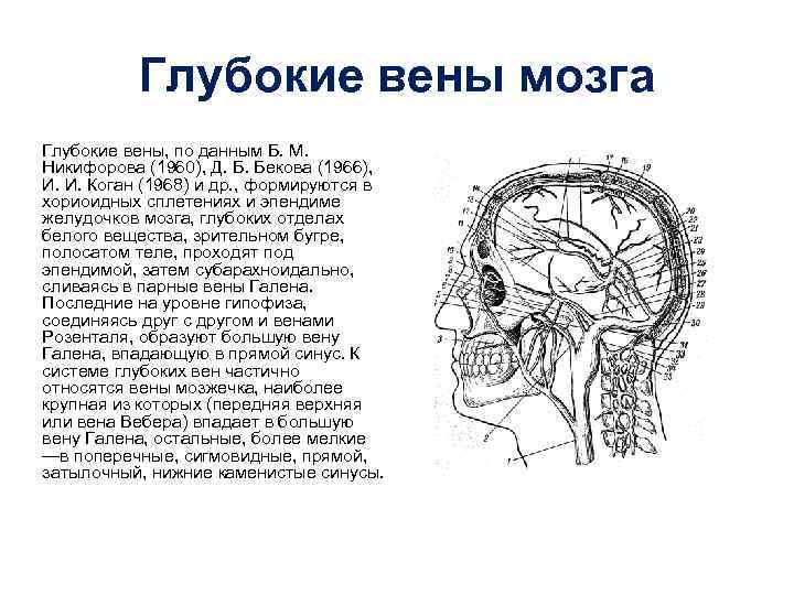 Глубокие вены мозга Глубокие вены, по данным Б. М. Никифорова (1960), Д. Б. Бекова