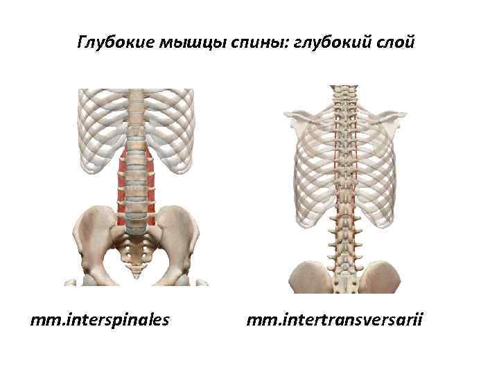 Глубокие мышцы спины: глубокий слой mm. interspinales mm. intertransversarii 