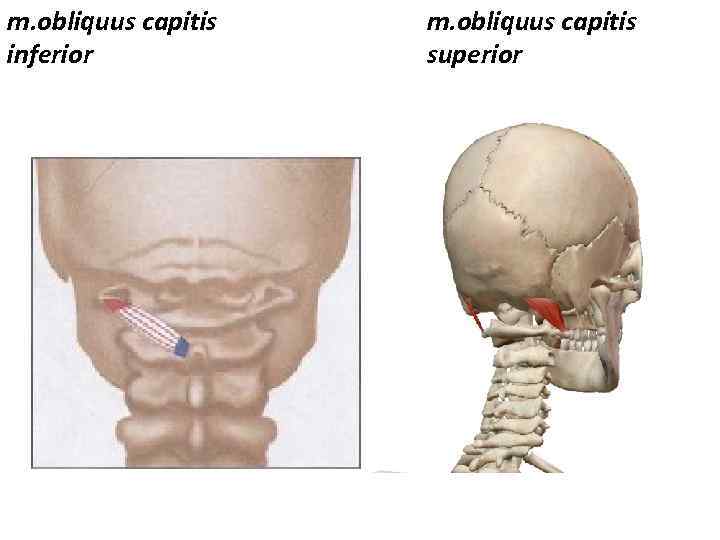 m. obliquus capitis inferior m. obliquus capitis superior 