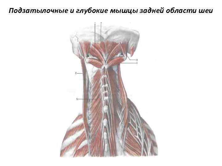 Подзатылочные и глубокие мышцы задней области шеи 