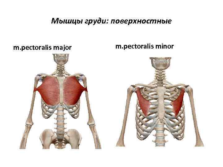 Мышцы груди: поверхностные m. pectoralis major m. pectoralis minor 