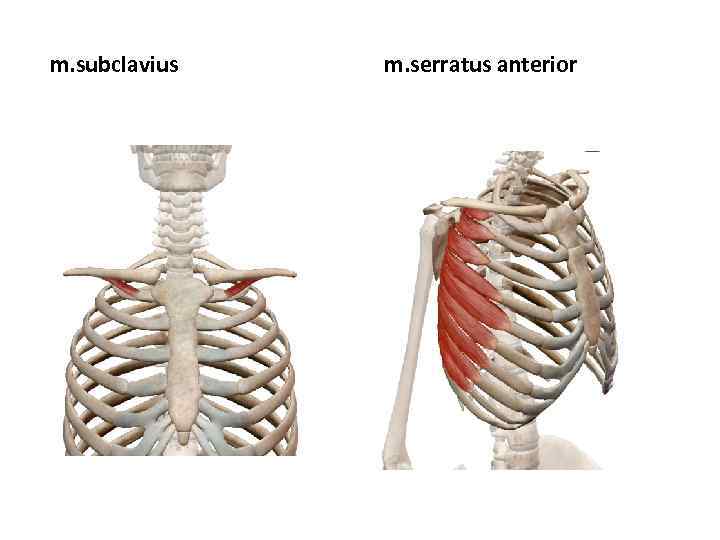 m. subclavius m. serratus anterior 