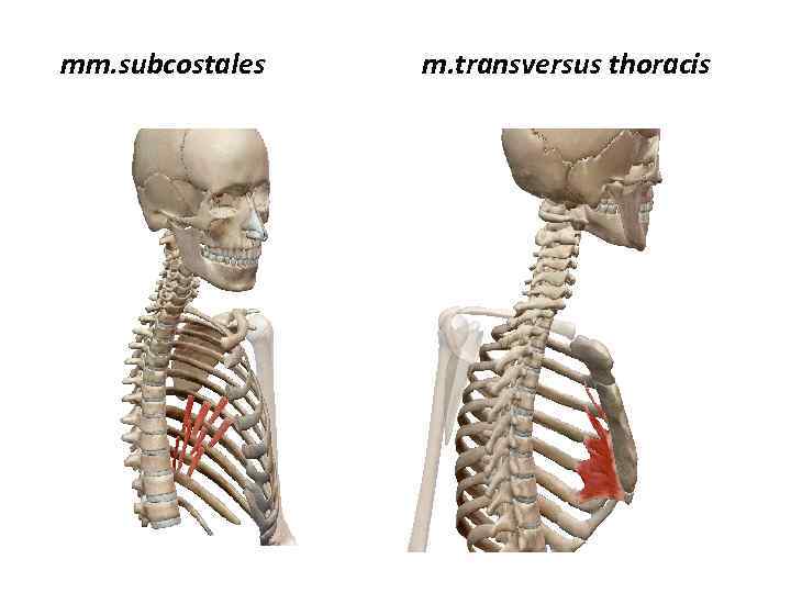 mm. subcostales m. transversus thoracis 