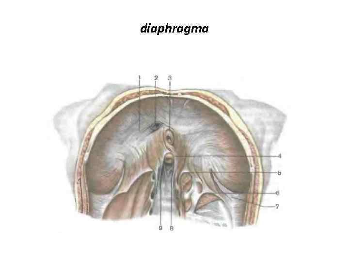 diaphragma 