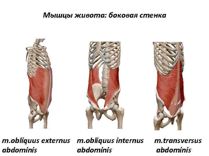 Мышцы живота: боковая стенка m. obliquus externus m. obliquus internus abdominis m. transversus abdominis