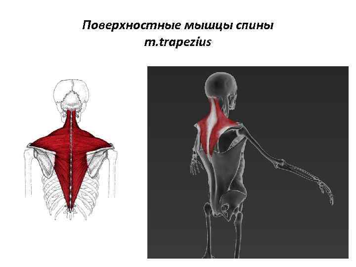 Поверхностные мышцы спины m. trapezius 