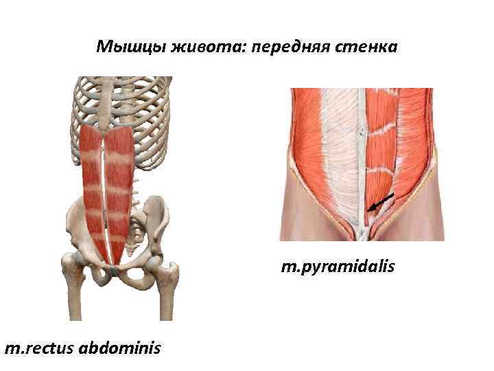 Пирамидная мышца живота анатомия