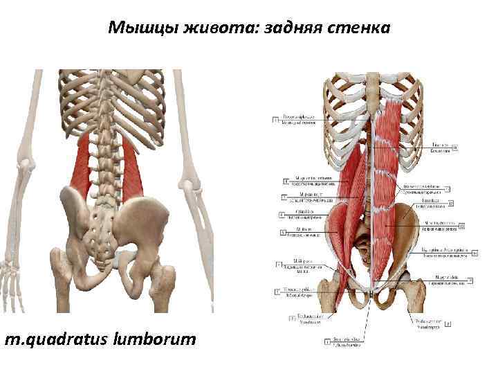 Мышцы живота: задняя стенка m. quadratus lumborum 