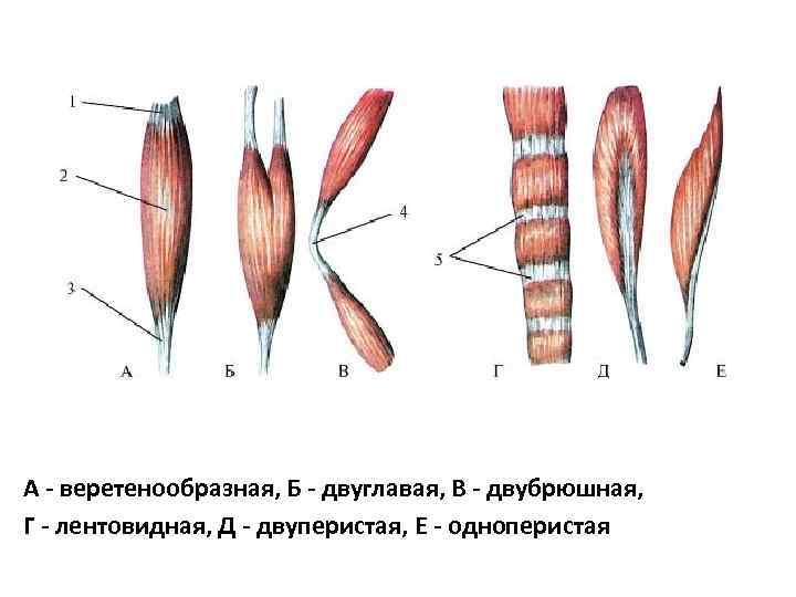 В состав какого органа входят мышечные клетки изображенные на рисунке языка двуглавой мышцы