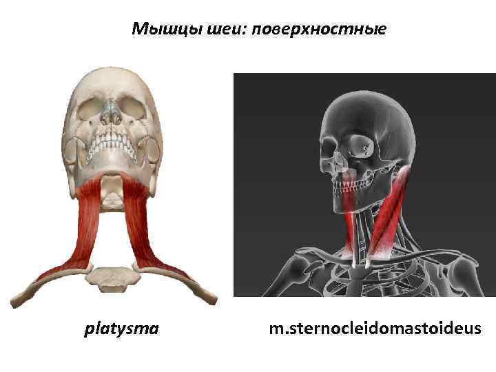 Мышцы шеи: поверхностные platysma m. sternocleidomastoideus 