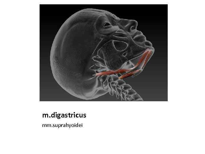 m. digastricus mm. suprahyoidei 