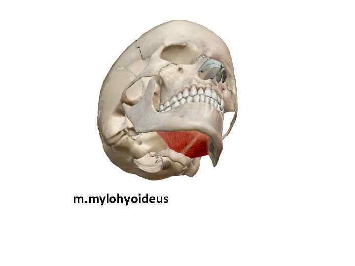 m. mylohyoideus 