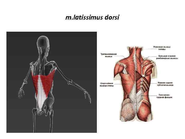 m. latissimus dorsi 