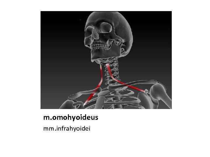 m. omohyoideus mm. infrahyoidei 