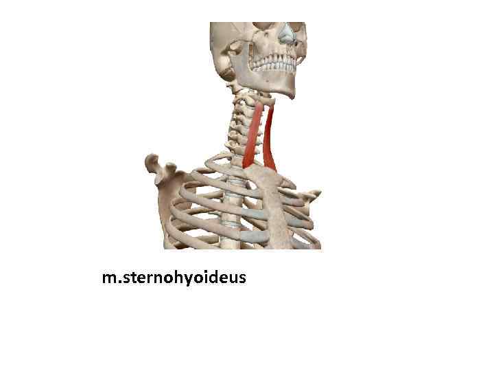 m. sternohyoideus 