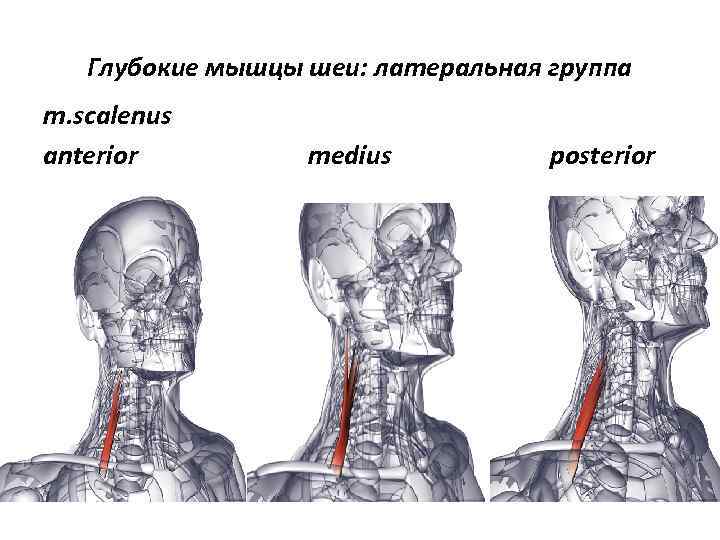 Глубокие мышцы шеи: латеральная группа m. scalenus anterior medius posterior 