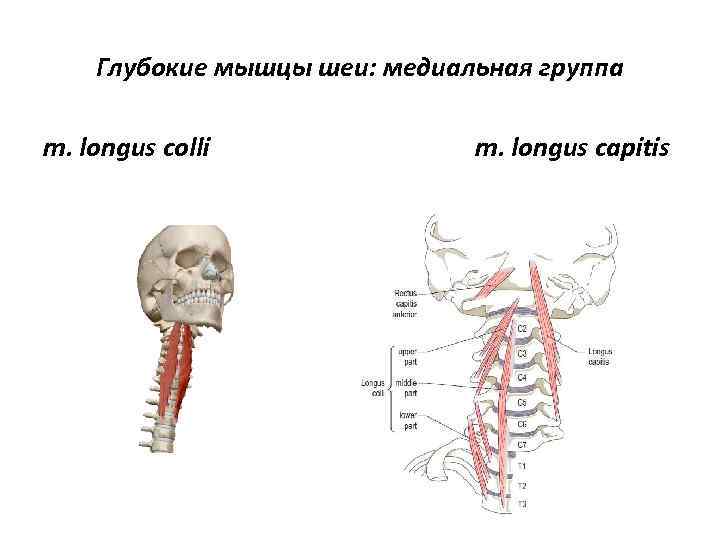 Глубокие мышцы шеи: медиальная группа m. longus colli m. longus capitis 