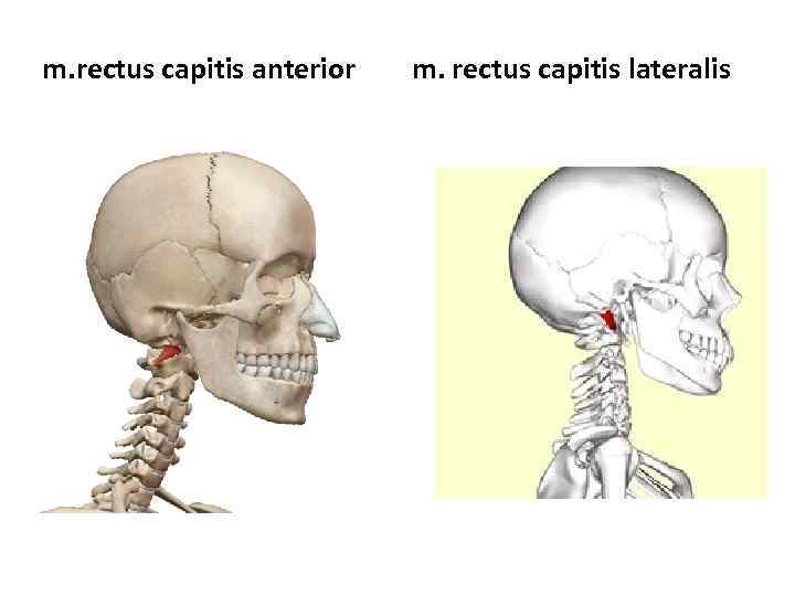 m. rectus capitis anterior m. rectus capitis lateralis 